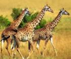 Три жирафов